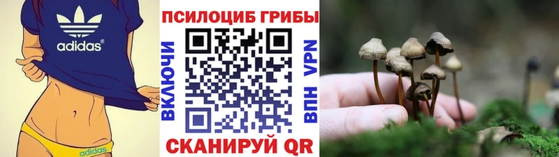 что такое   Кораблино  блэк спрут сайт  Галлюциногенные грибы Psilocybine cubensis 